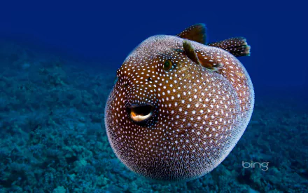 HD desktop wallpaper of a pufferfish underwater, showcasing its inflated body and spotted pattern against a deep blue ocean background.