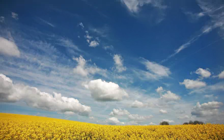  Beautiful canola field in summer