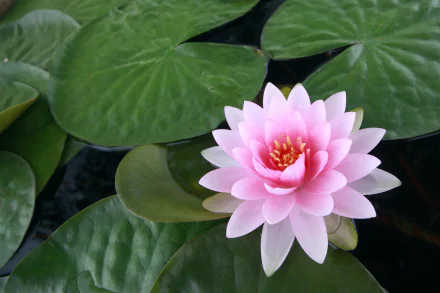 HD desktop wallpaper of a pink lotus flower blooming amidst green lily pads on a tranquil pond, capturing the serene beauty of nature.