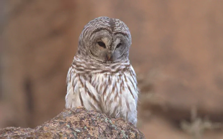 HD PC desktop wallpaper of an animal — a barred owl perched on a rocky ledge, its streaked feathers and closed eyes set against a soft brown background.