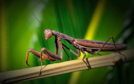 Close-up HD desktop wallpaper of a praying mantis perched on a thin branch against a blurred green background.