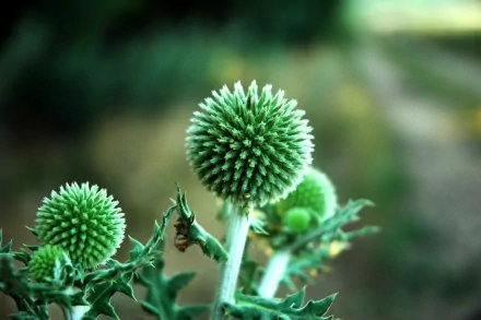 nature plant HD Desktop Wallpaper | Background Image