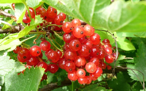food currants HD Desktop Wallpaper | Background Image