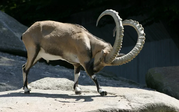 A majestic alpine ibex stands on a rocky surface, showcasing its impressive curved horns against a natural backdrop. This HD desktop wallpaper captures the beauty of wildlife.