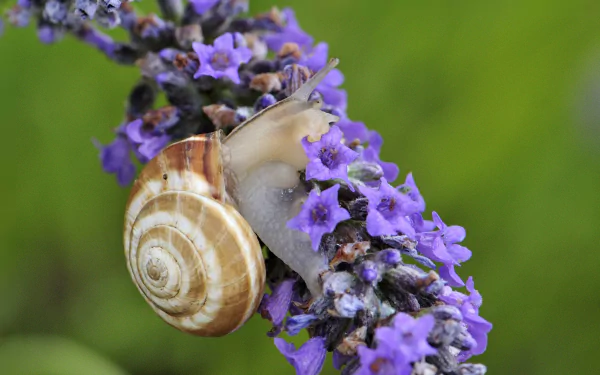 HD desktop wallpaper featuring a close-up of a snail on vibrant purple flowers against a soft green background.