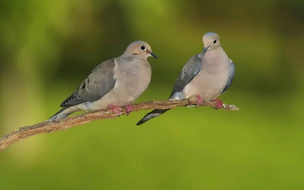 A serene HD desktop wallpaper featuring two doves perched on a branch, set against a soft green background, showcasing the beauty of nature.