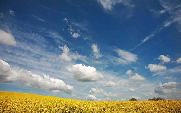  Beautiful canola field in summer
