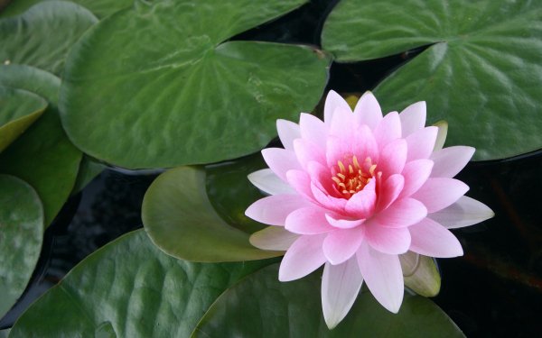 Tierra/Naturaleza Loto Flores Flor Pink Flower Pond Lily Pad Fondo de pantalla HD | Fondo de Escritorio