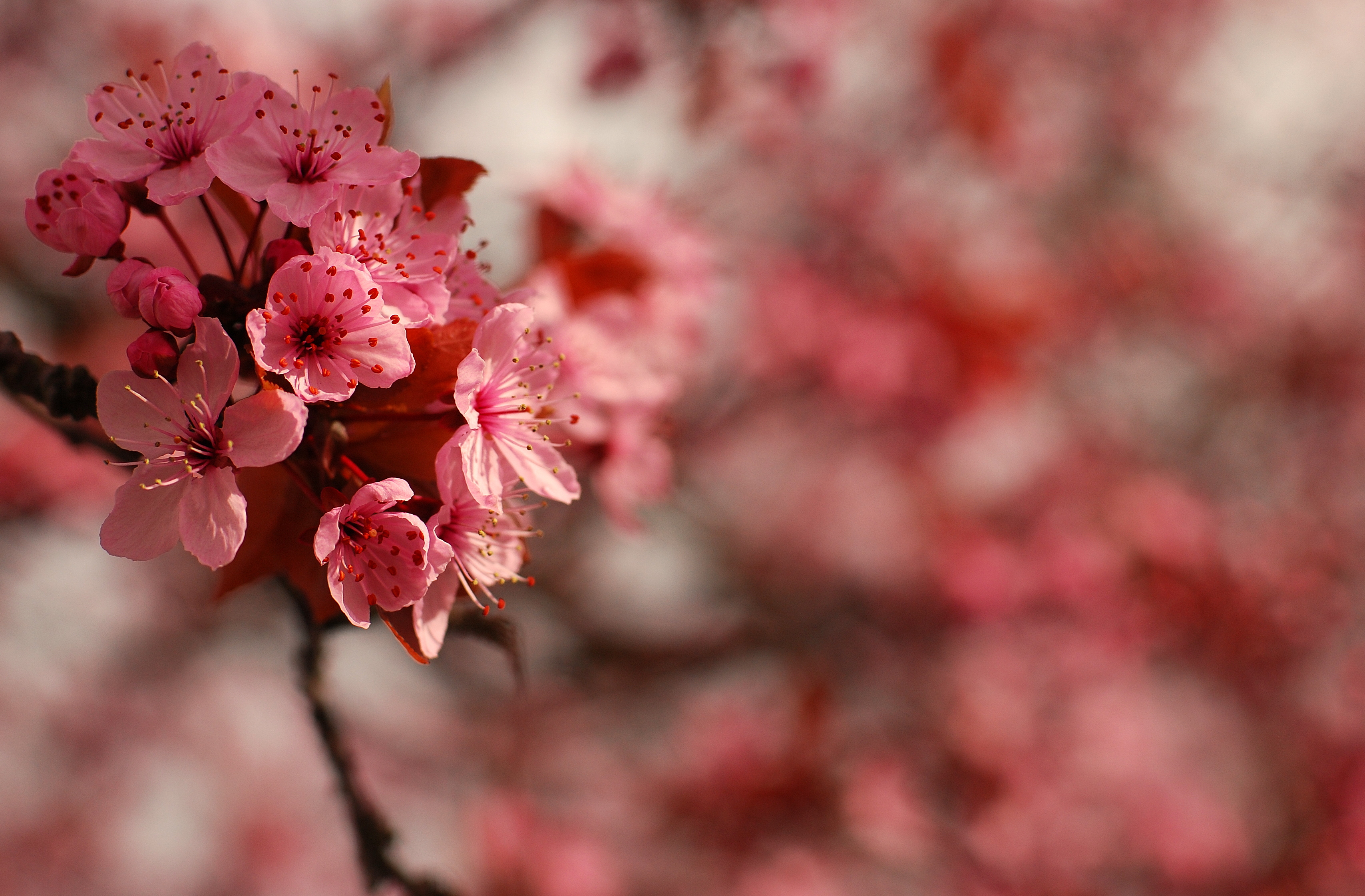 Nature Blossom HD Wallpaper