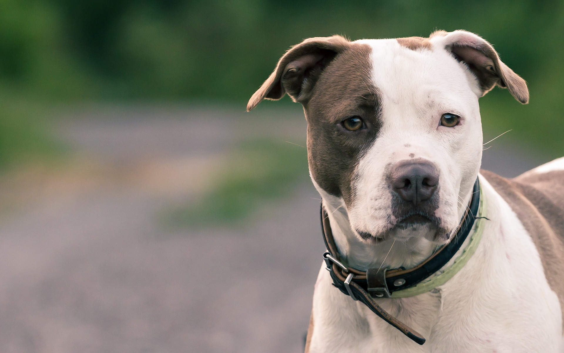 10+ American Pit Bull Terrier Fondos de pantalla HD y Fondos de Escritorio