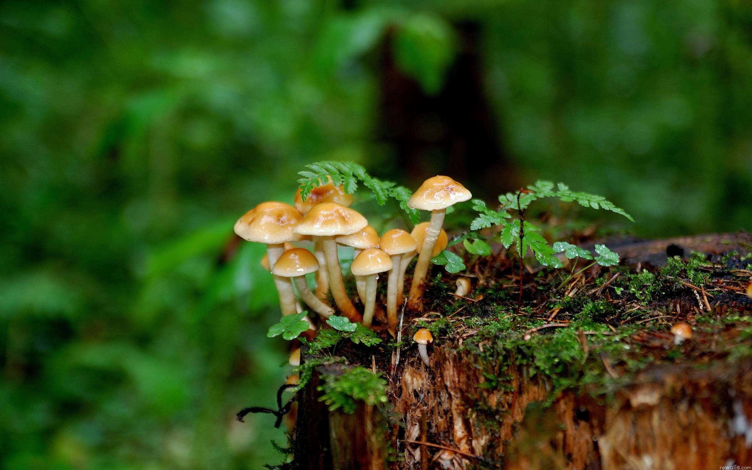 Download Nature Mushroom HD Wallpaper   424940 