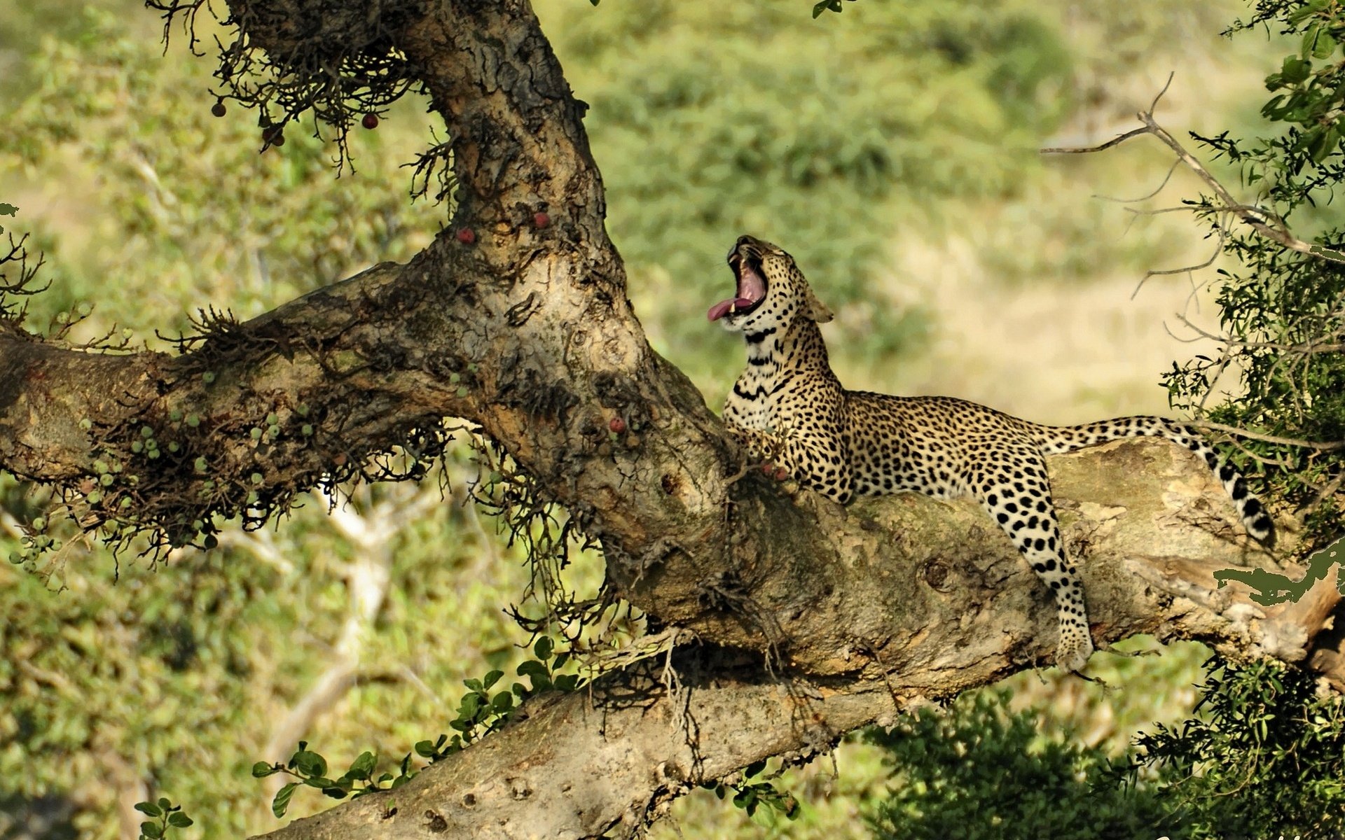 HD PC desktop wallpaper featuring a jaguar resting on a tree branch in a lush green forest setting.