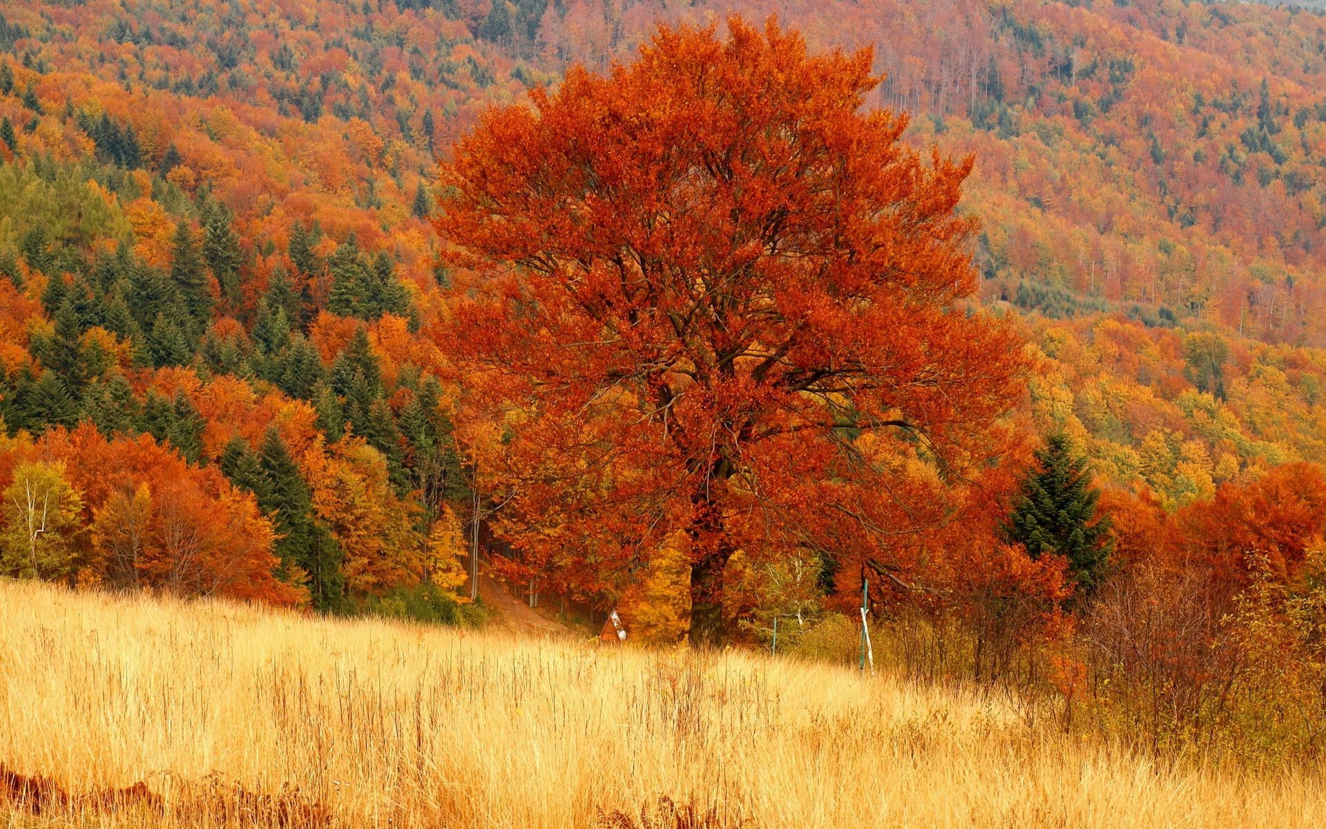 Natural fall. Осенний кленовый лес Вайоминг. Хоккайдо осень лес. Осеннее дерево. Осень в лесу.