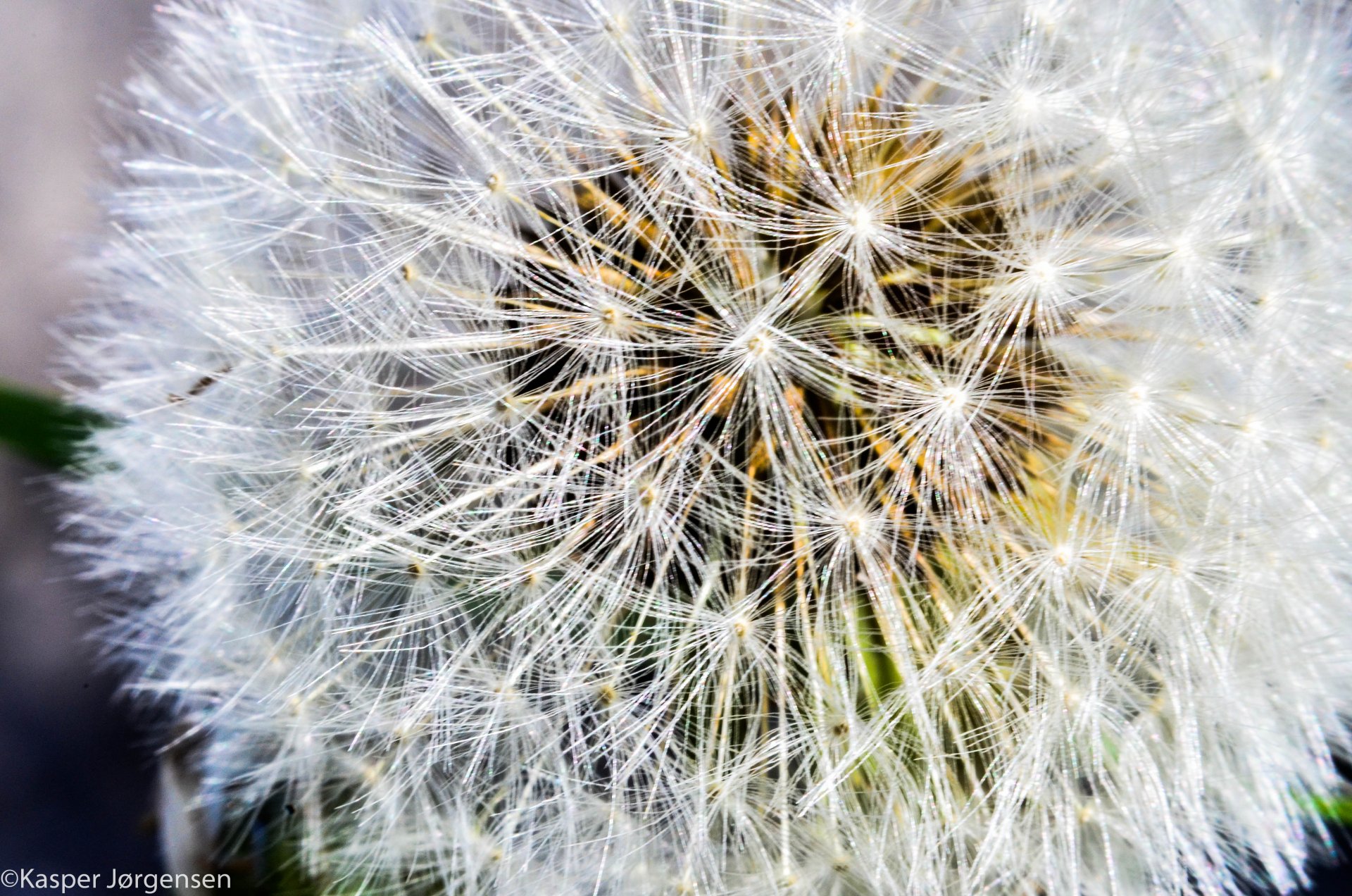 Close-up of a detailed dandelion seed head showcasing delicate white filaments, captured in stunning 4K Ultra HD for a nature-inspired PC desktop wallpaper.