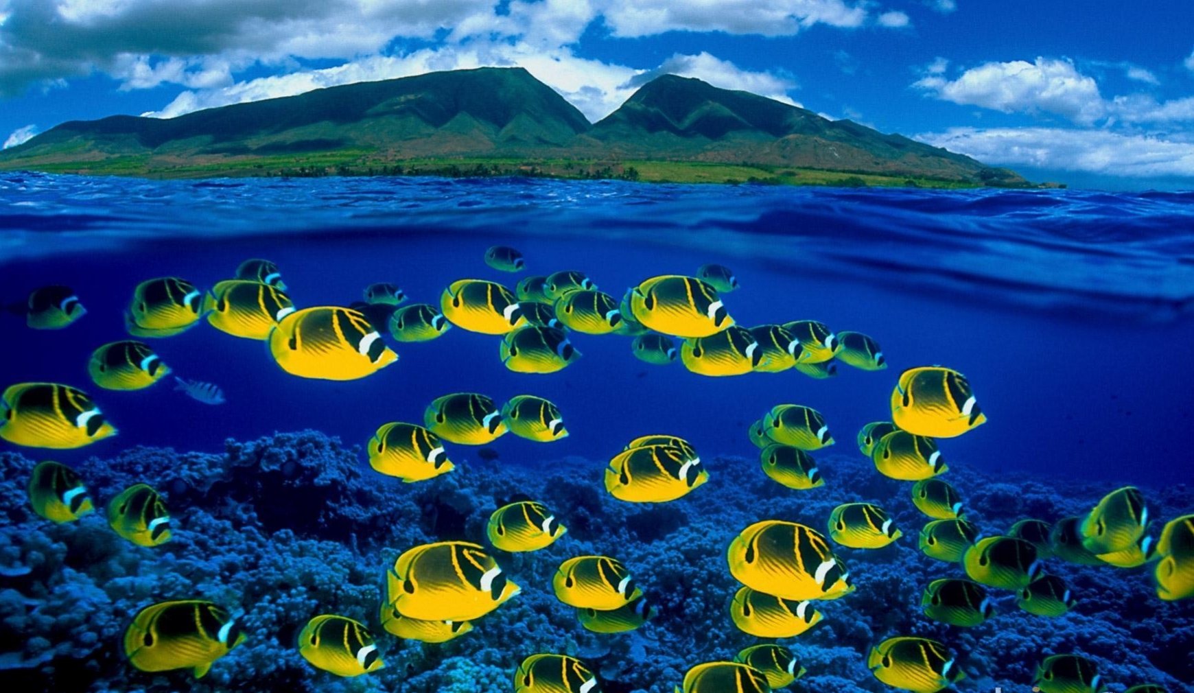 HD PC desktop wallpaper: a vibrant school of yellow butterflyfish (fish, animal) swimming above a coral reef in deep blue water with a distant green island and cloudy sky.