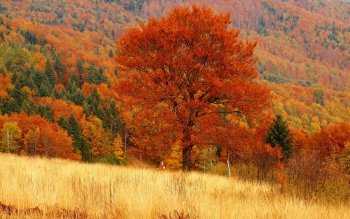 HD Wallpaper | Background Image ID:424198