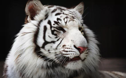 HD wallpaper featuring a close-up of a white tiger with striking black stripes, set against a dark background.