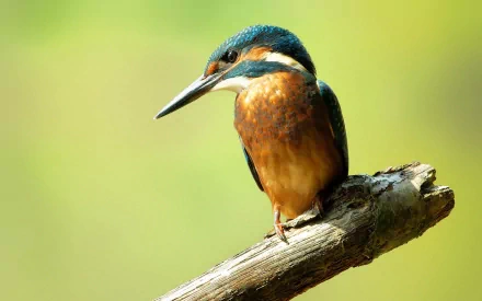 HD PC desktop wallpaper featuring a vibrant kingfisher perched on a branch against a soft green background, highlighting the bird's striking colors and details.