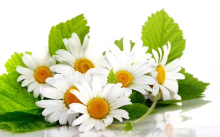 A beautiful arrangement of white daisies complemented by green leaves, creating a serene nature scene. This HD image serves as an inspiring desktop wallpaper and background.