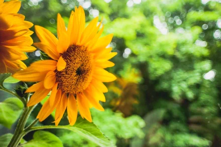 A vibrant sunflower blooms in the foreground, surrounded by lush greenery, creating a stunning nature-inspired HD desktop wallpaper.