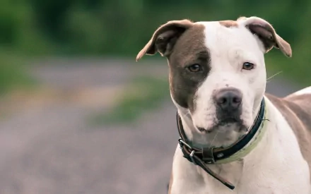A close-up of an American Pit Bull Terrier with a white and brown coat, gazing attentively against a blurred outdoor background. Highly detailed, this image serves as an HD desktop wallpaper.