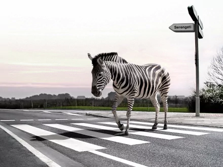 A zebra walks across a crosswalk, with a sign pointing to the Serengeti in the background. This image serves as a striking HD desktop wallpaper.