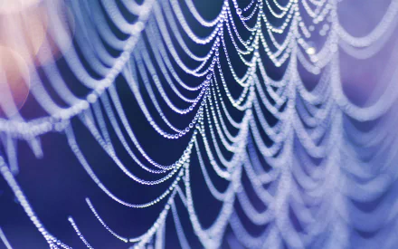  wet spider web