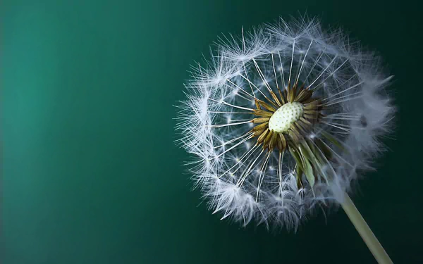 HD desktop wallpaper featuring a close-up of a delicate dandelion against a smooth green background, highlighting nature's intricate beauty.