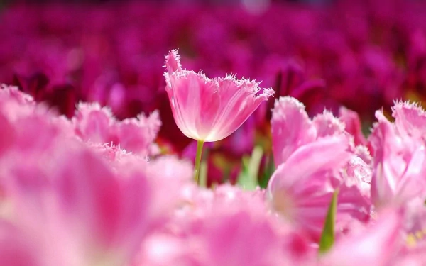 HD desktop wallpaper showcasing a vibrant field of pink tulips with a single fringed tulip in sharp focus, surrounded by blurred blooms in the background.