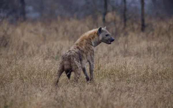 HD desktop wallpaper of a spotted hyena standing alert in tall dry grass, captured in a natural wildlife setting.