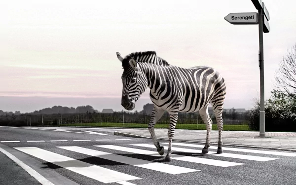 A zebra walks across a crosswalk, with a sign pointing to the Serengeti in the background. This image serves as a striking HD desktop wallpaper.