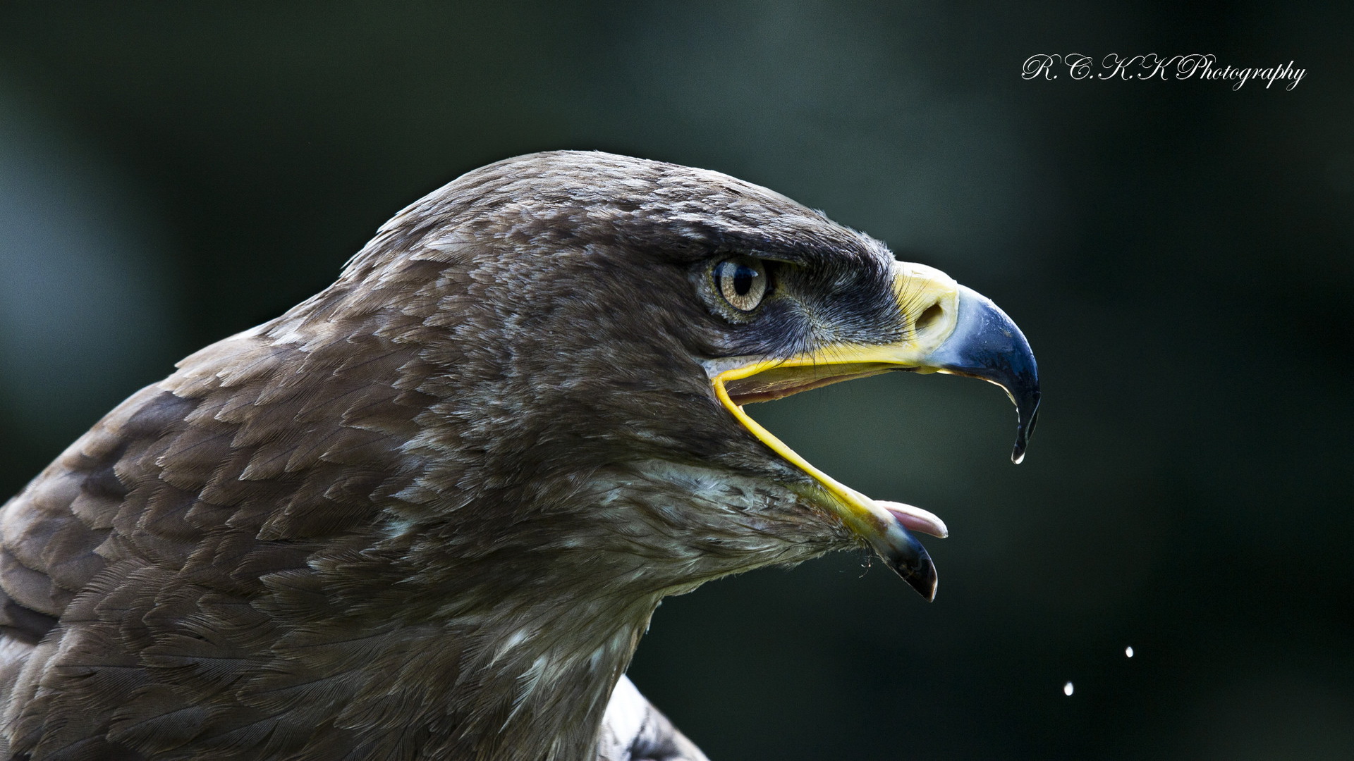 Download Animal Eagle HD Wallpaper