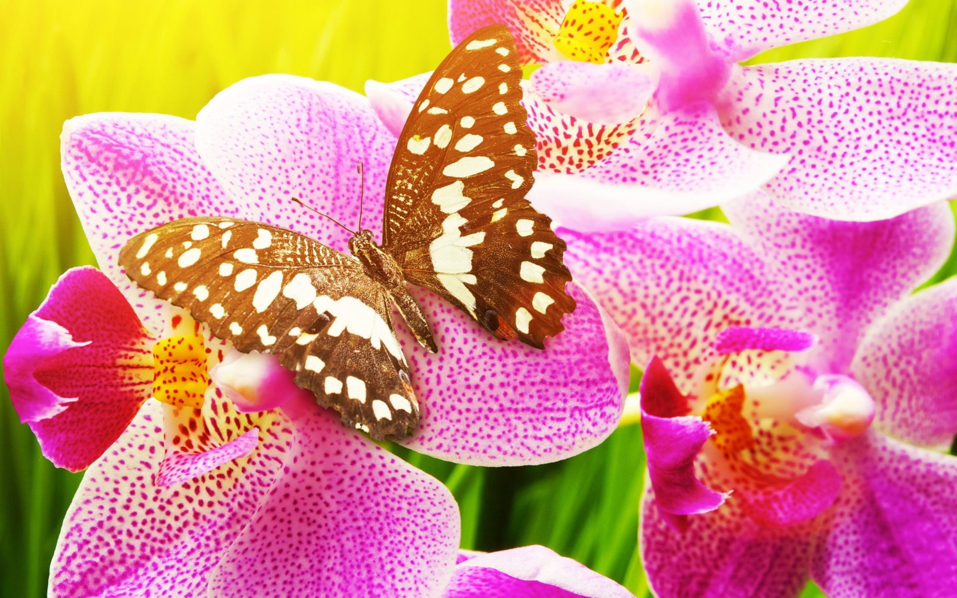 A vibrant butterfly rests on bright pink orchids, set against a colorful background, creating a stunning HD desktop wallpaper that captures the beauty of nature.