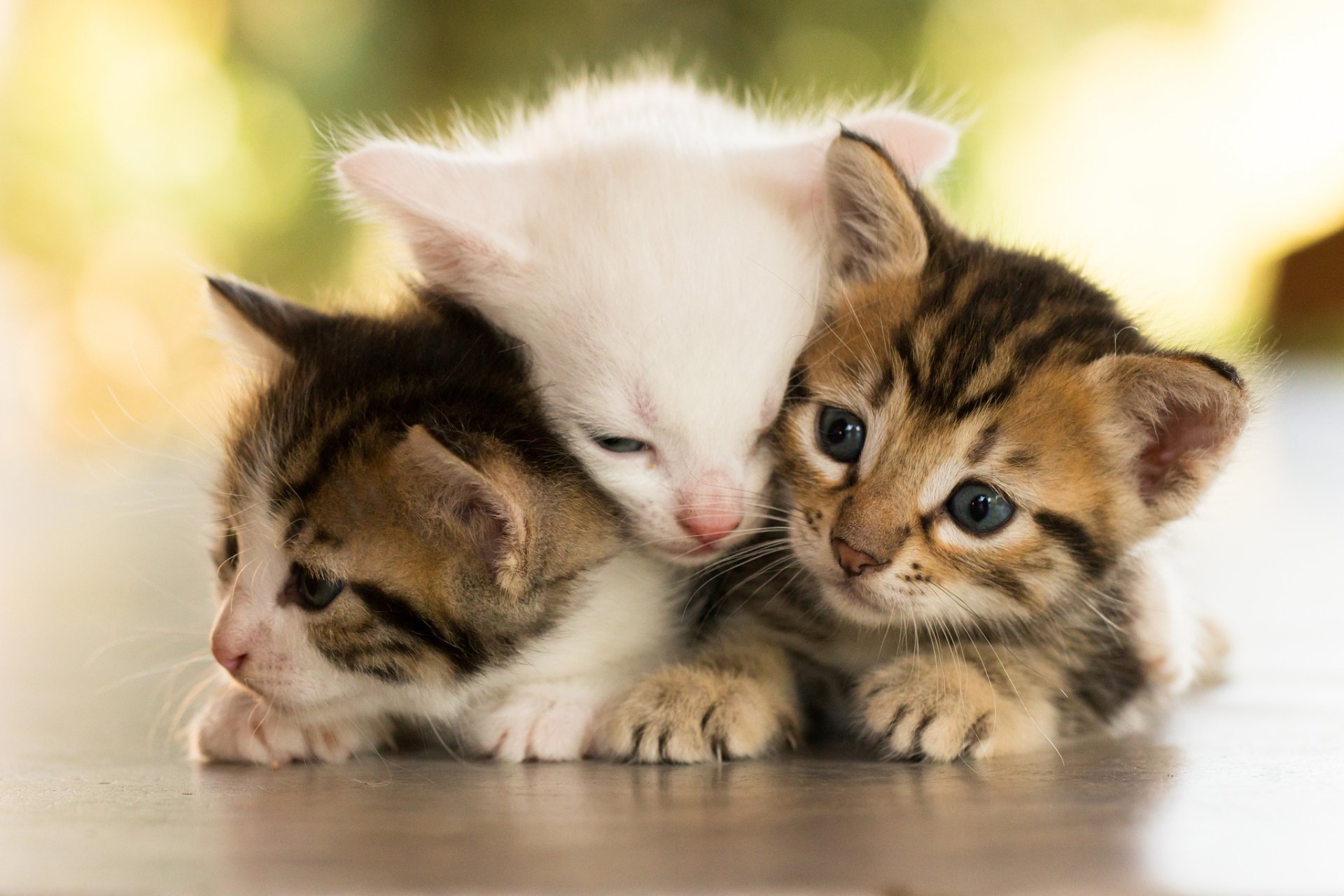 A HD PC desktop wallpaper featuring three adorable baby kittens, capturing the charm of cute cats and the innocence of baby animals.