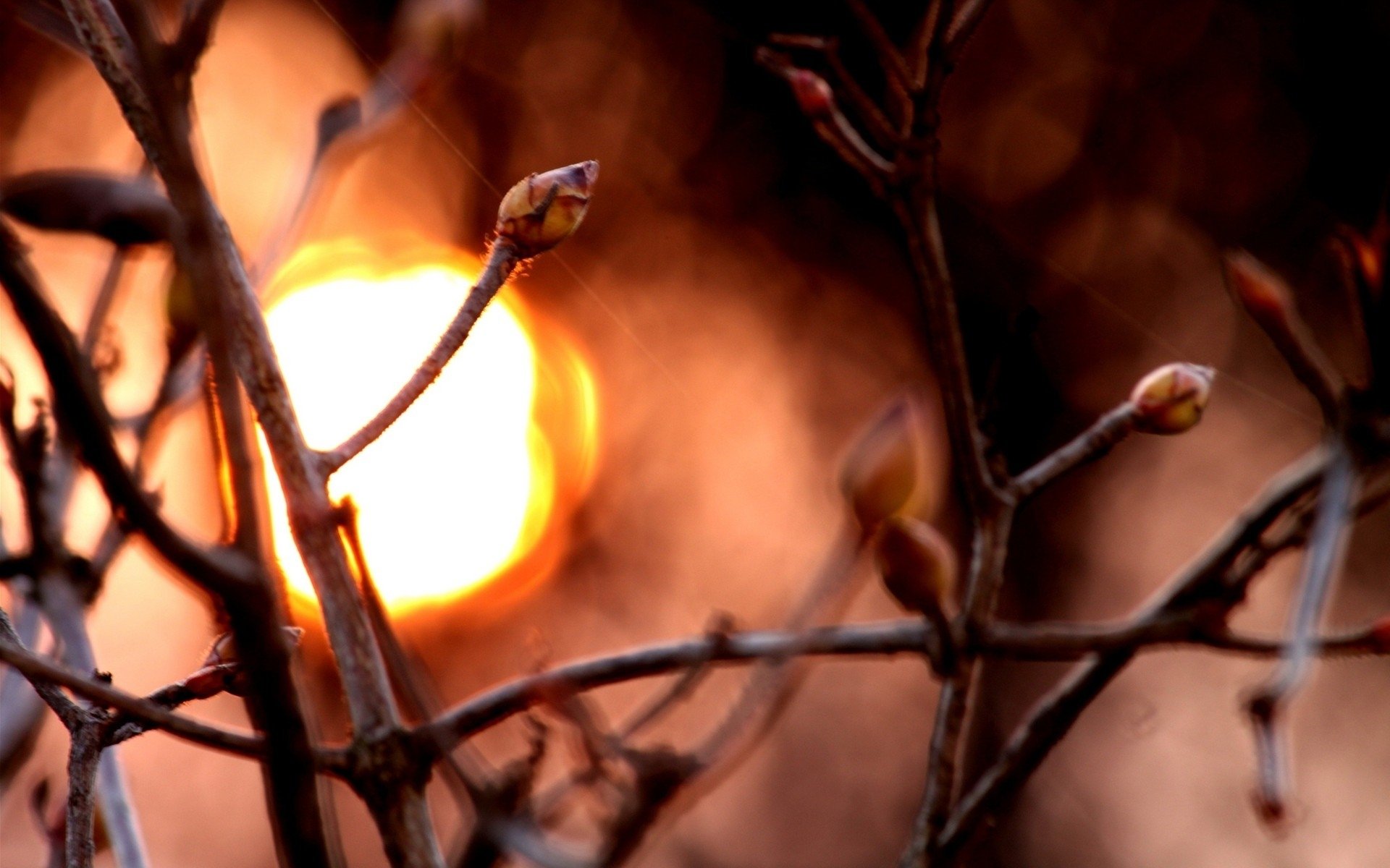 Close-up of budding tree branches with a warm, blurred sunset in the background, captured in high definition for a nature-themed PC desktop wallpaper.