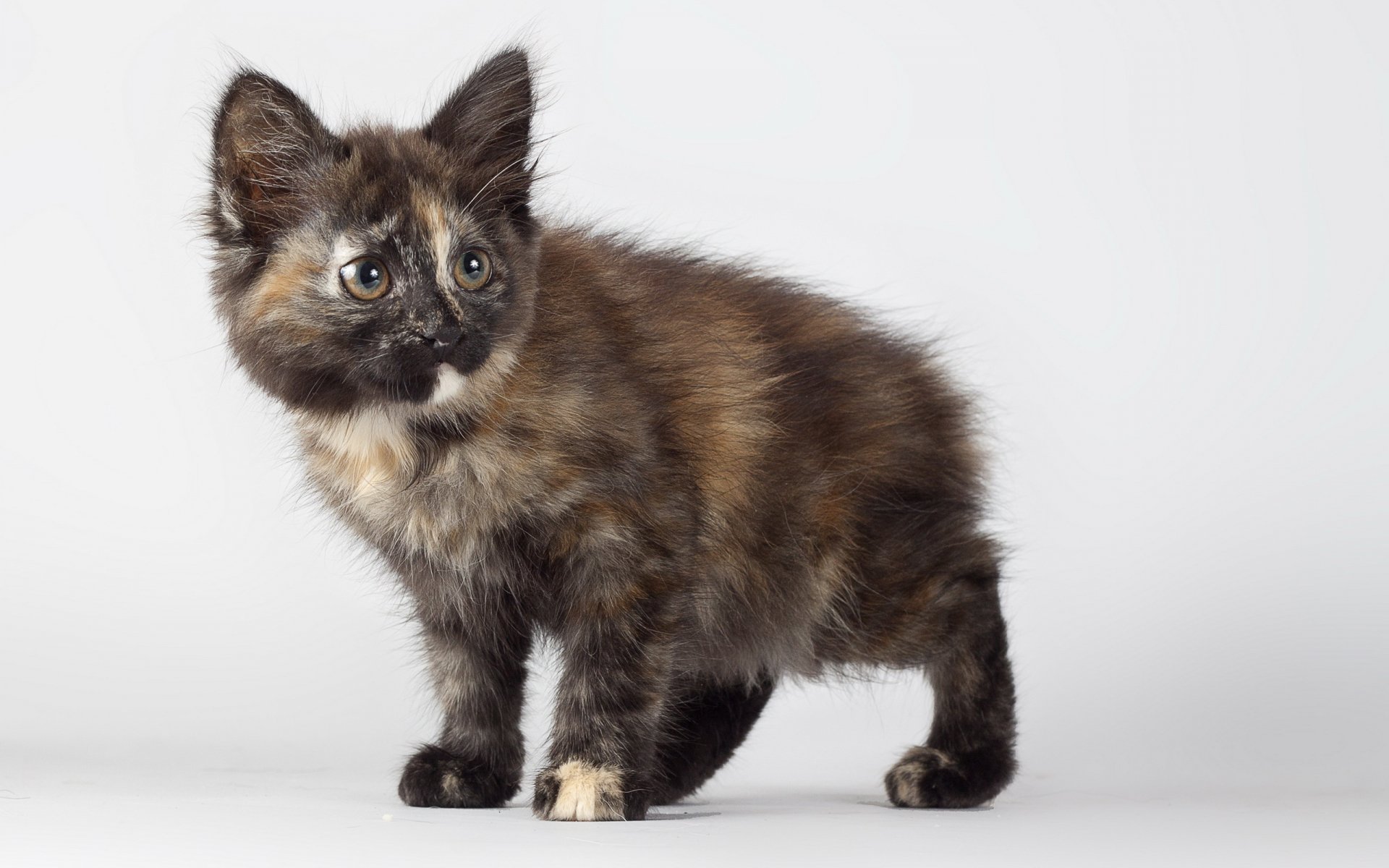 HD desktop wallpaper featuring a fluffy tortoiseshell kitten with bright eyes standing against a plain light background.