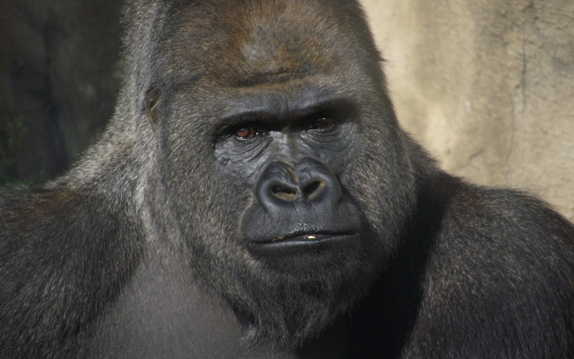 Download Animal Gorilla HD Wallpaper