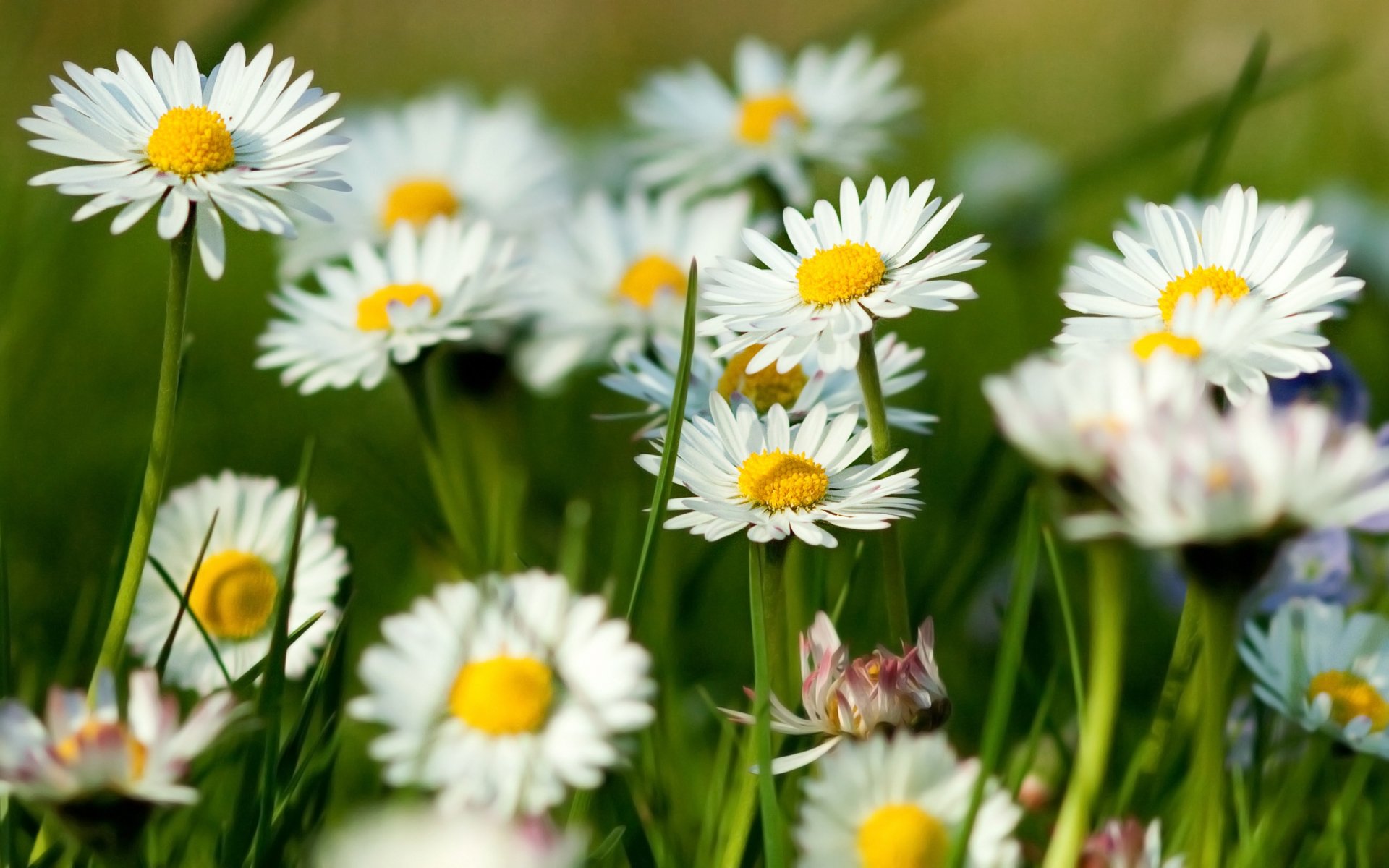 HD desktop wallpaper of vibrant white daisies with yellow centers blooming in a green meadow under natural sunlight.