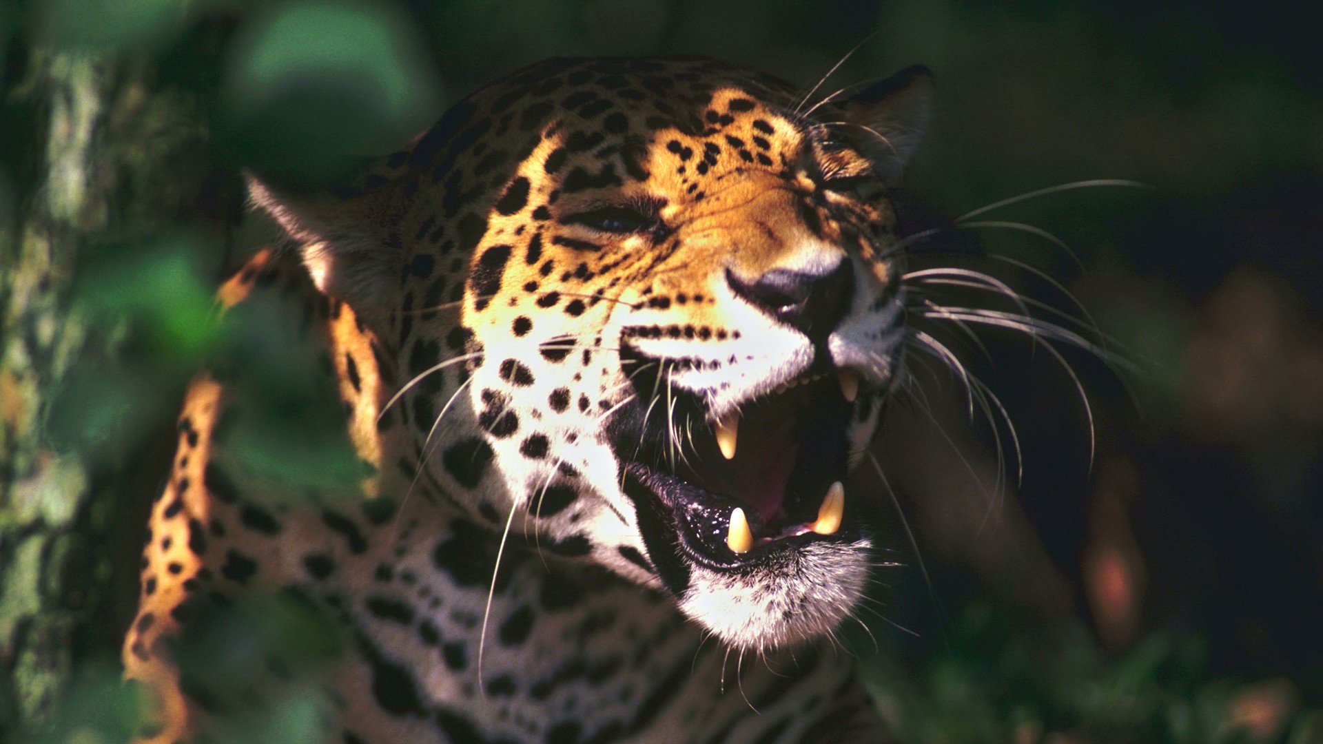 HD PC desktop wallpaper showcasing a close-up of a roaring jaguar partially hidden among dense green foliage.