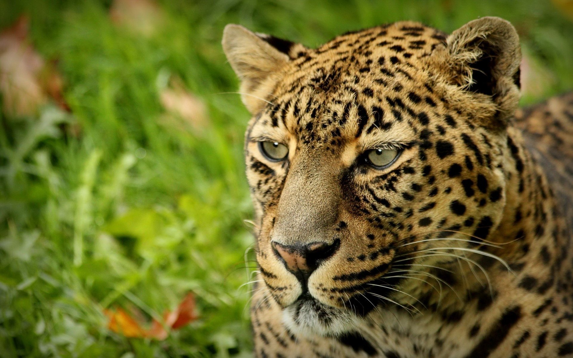 Leopard HD Wallpaper