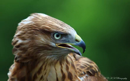 Animal eagle HD Desktop Wallpaper | Background Image