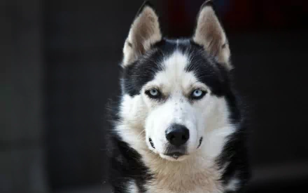 HD desktop wallpaper featuring a close-up portrait of a husky with striking blue eyes and a black and white coat.