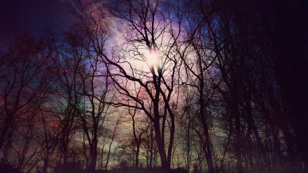 HD wallpaper featuring a forest at dusk with trees silhouetted against a vibrant, multicolored sky.