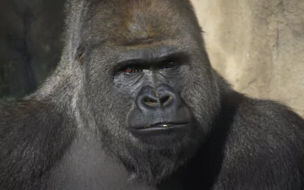 Animal gorilla HD Desktop Wallpaper | Background Image