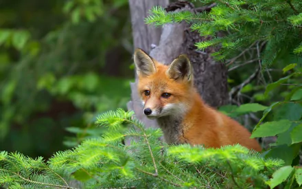 A vibrant fox cub peeks through lush green foliage, captured in high definition, making a captivating desktop wallpaper and background.