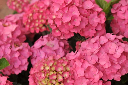 nature hydrangea HD Desktop Wallpaper | Background Image