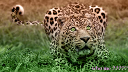 A ferocious leopard crouches in lush grass, its piercing green eyes fixed on the viewer. This high-definition wallpaper captures the beauty and intensity of nature's wild essence.