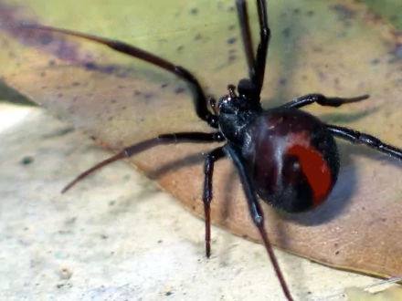 HD PC desktop wallpaper showing a redback spider (animal) close-up on a leaf, glossy black body with a vivid red hourglass marking.
