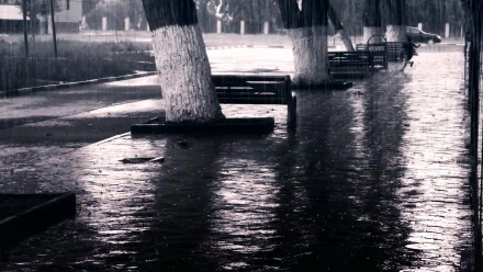 A black and white photograph capturing a rain-soaked street, lined with trees and benches, reflecting puddles of water, making it a striking HD desktop wallpaper.