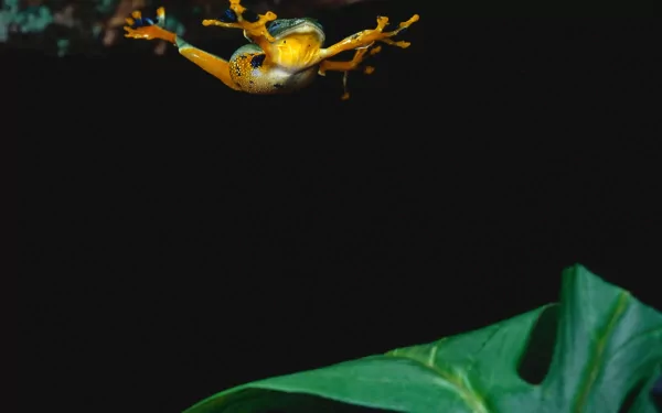 HD PC desktop wallpaper featuring a vibrant tree frog mid-leap against a dark background with green leaves below.